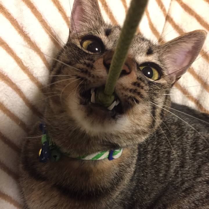 12c80ad9 7ffe 4191 a5ef a5a14b44bfe3 1509285560469