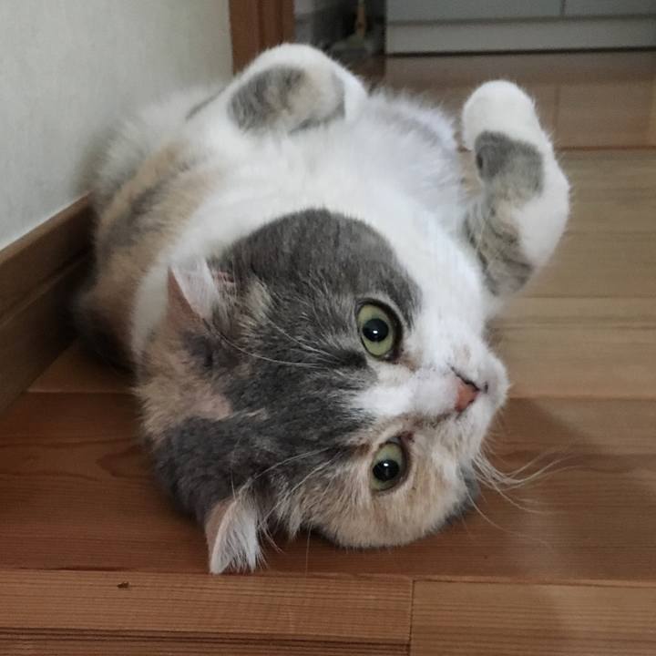 12c9fcec ea69 433d b4ea 1a728c5e75e0 1560933253013