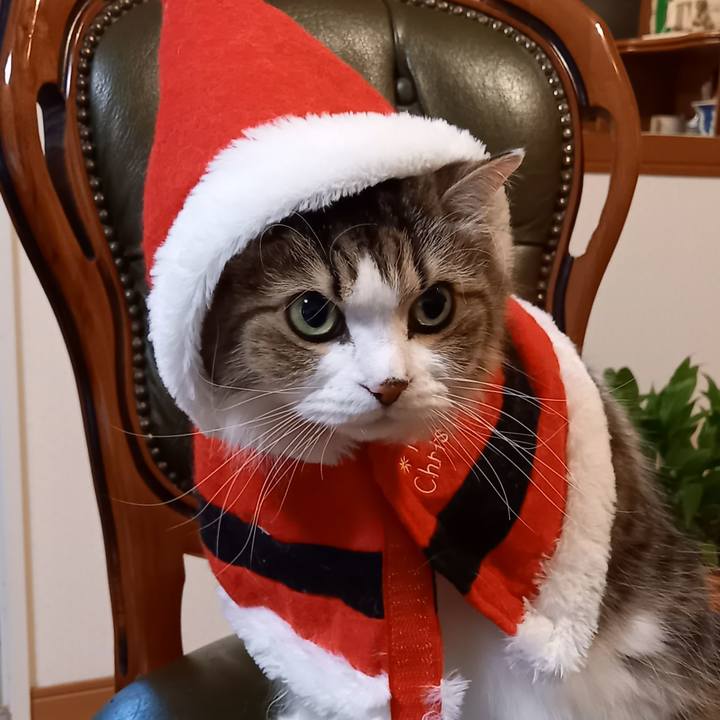 12cf4f32 2fab 49f8 83ef 56a2460691da 1670710008891