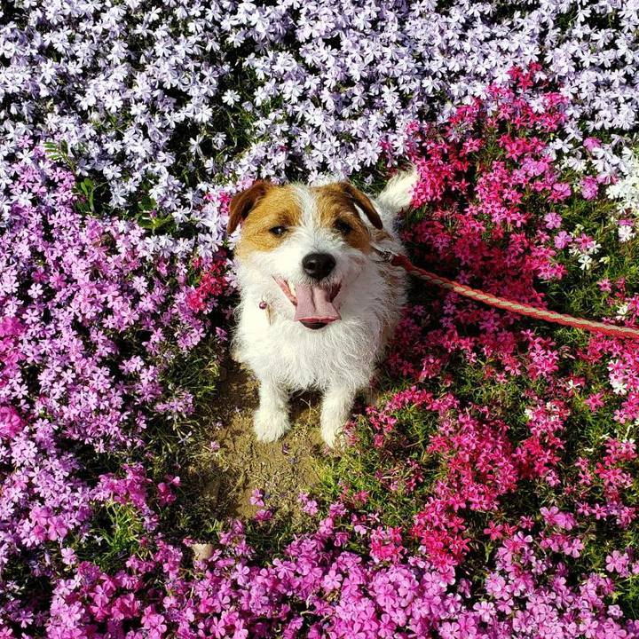 12d2c44d c686 4225 ab4a cf0d2719891c 1590814287233