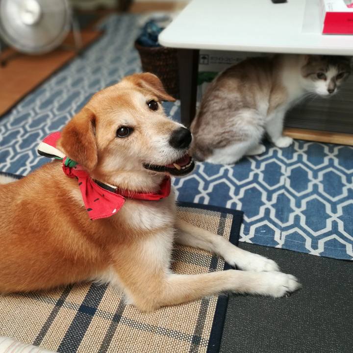 12d438fb 5388 410e b376 a43b0505536e 1532228383093