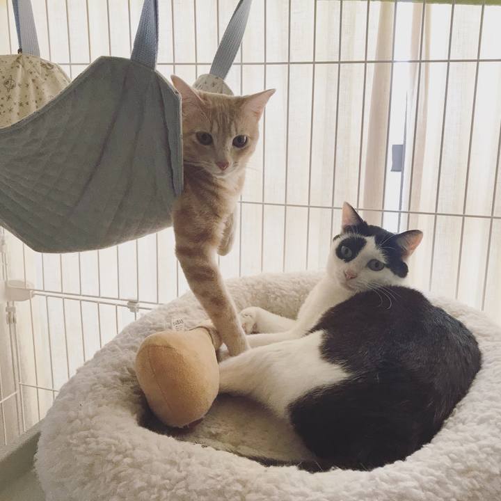 12d498db e967 474a 9de6 67a2853f0437 1561699800282