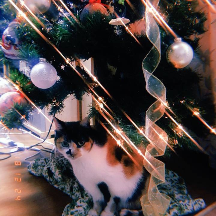 12d7c874 1bb3 4817 b80b 4d42028fbb2d 1545650373926