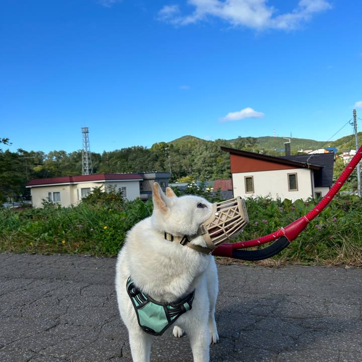 12dcbf6a 2794 4c00 8cf5 9a64afa07875 1696719580557