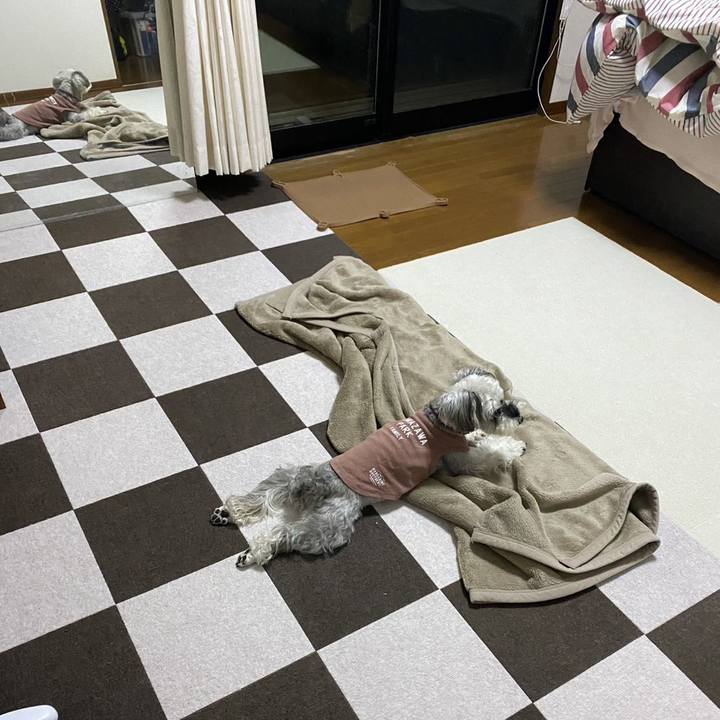 12de6506 1719 4ad5 819e 057346e27636 1762267261488