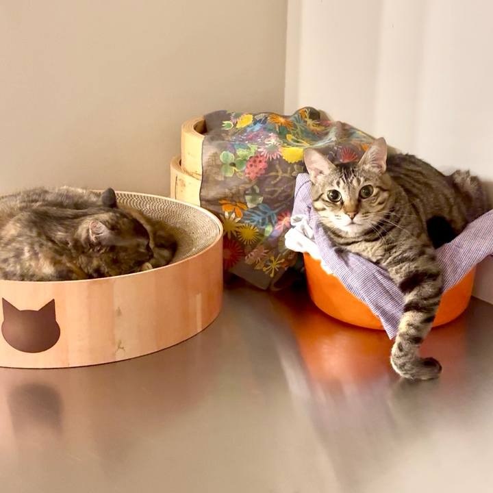 12e1fa83 fa31 42e0 a75b 4c9e536109f6 1770897832776