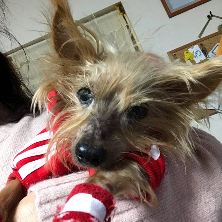 12e2ddfe c2af 4e2d 936f a731b4697473 1544267393313