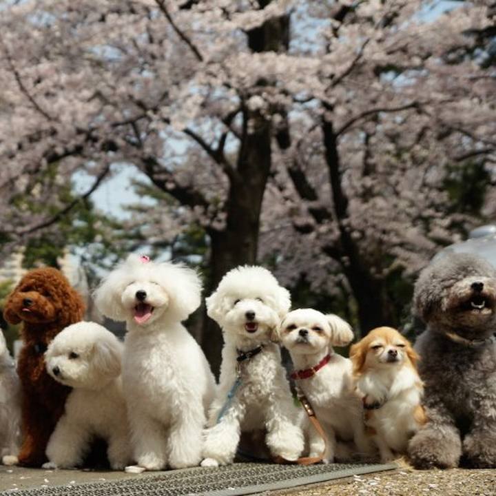 12e4a662 1089 4262 b40b 2950b6e44f56 1522475911350