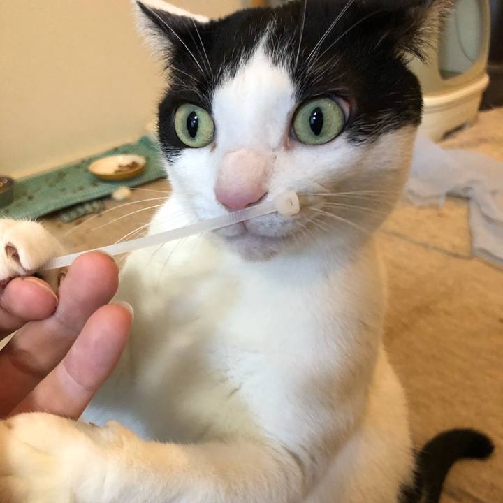 12e6921a 7767 4443 8676 0094b4f99323 1547093235649