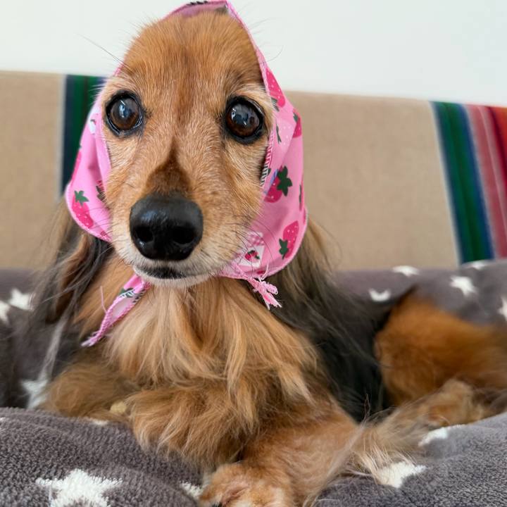 12e8074c d38f 4023 83c6 87eaf8fa2d3c 1774660289041