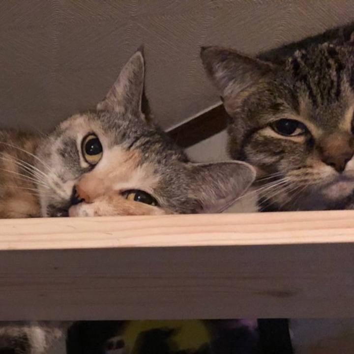 12e82746 c8bb 4c03 b4f6 0a7c7a2ac767 1596422582277