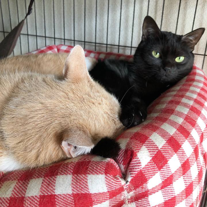 12eb22c7 4ee5 4d78 b961 47ef89e6354a 1544259576091