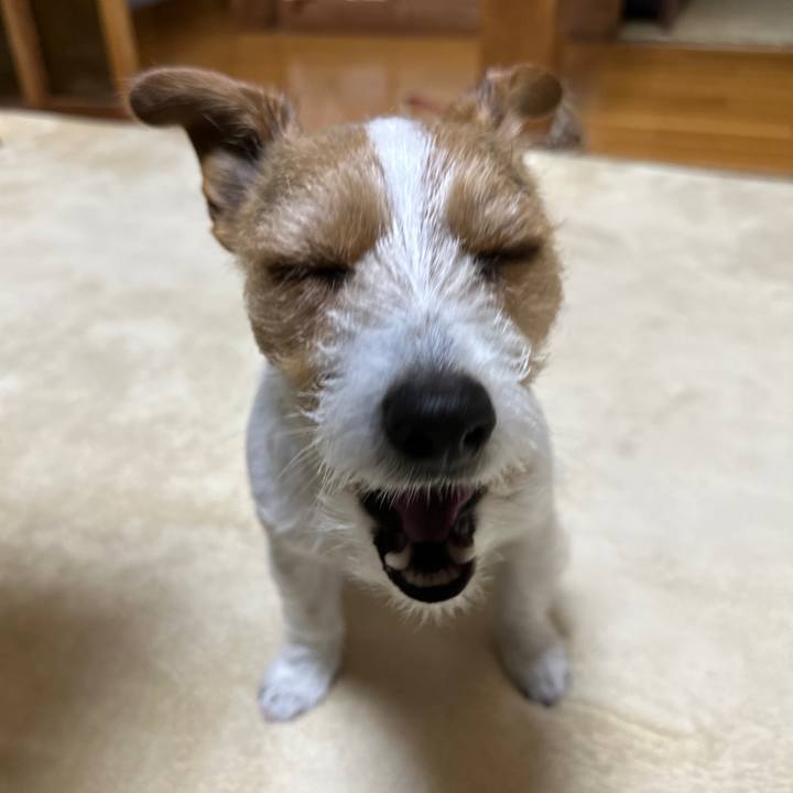 12eda0a5 99fd 44ce bf84 0d4803b84ce0 1771270734242