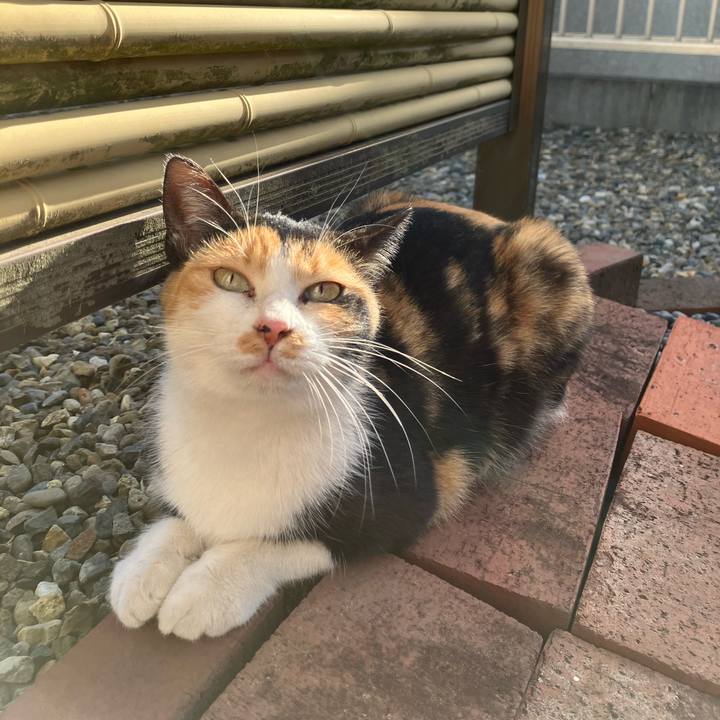 12ee1ea8 bcbd 4ed0 be1a d4d275131fc0 1764108563467