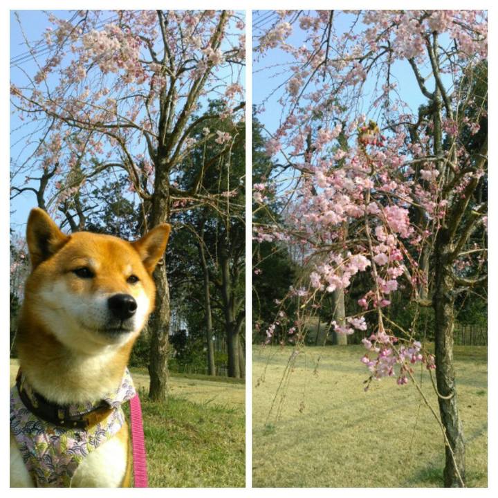 12efc6a6 72a8 4b2c 8991 9098b122d185 1522228767350