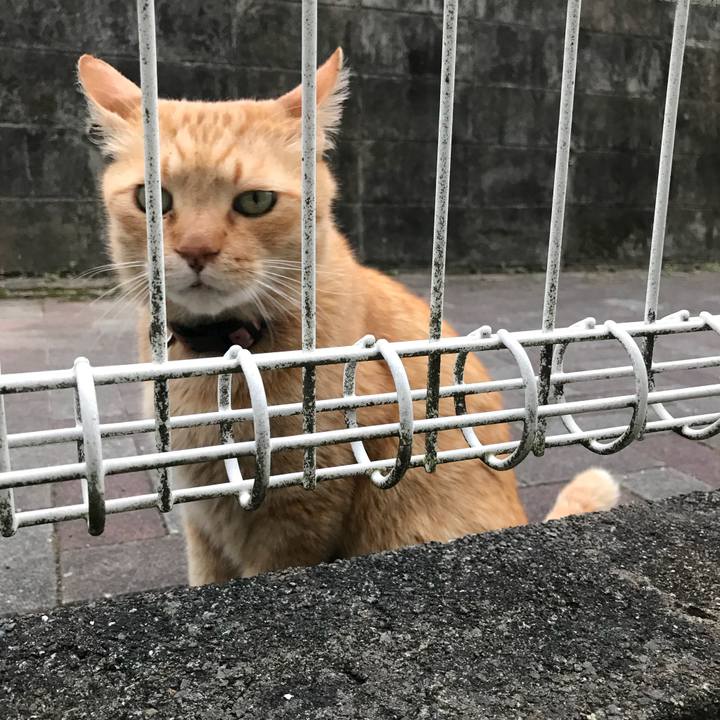 12f00a82 a252 4acb adb1 a86f0636a674 1526136086189