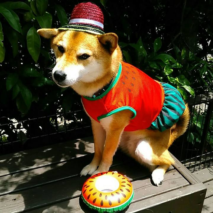 12f19fac eef6 45c9 b243 af511796e95e 1563508449256