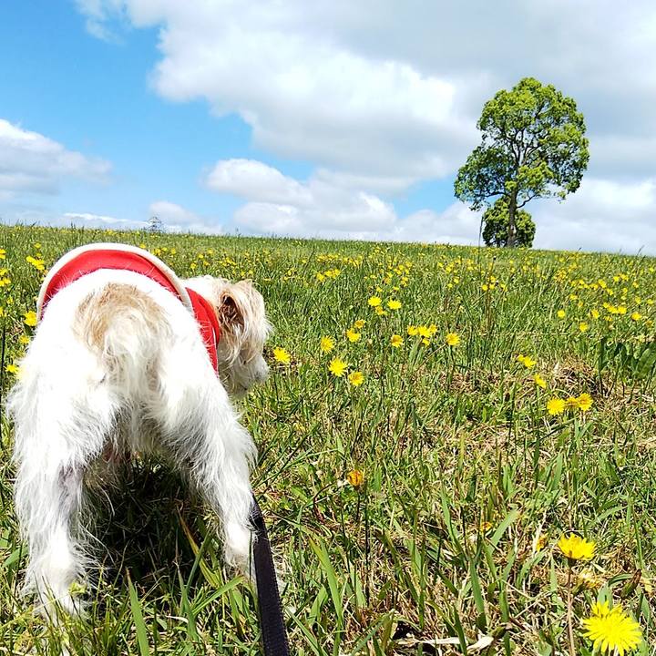 12f1b37c 1070 4507 8964 7a18c3541ca0 1556350691335