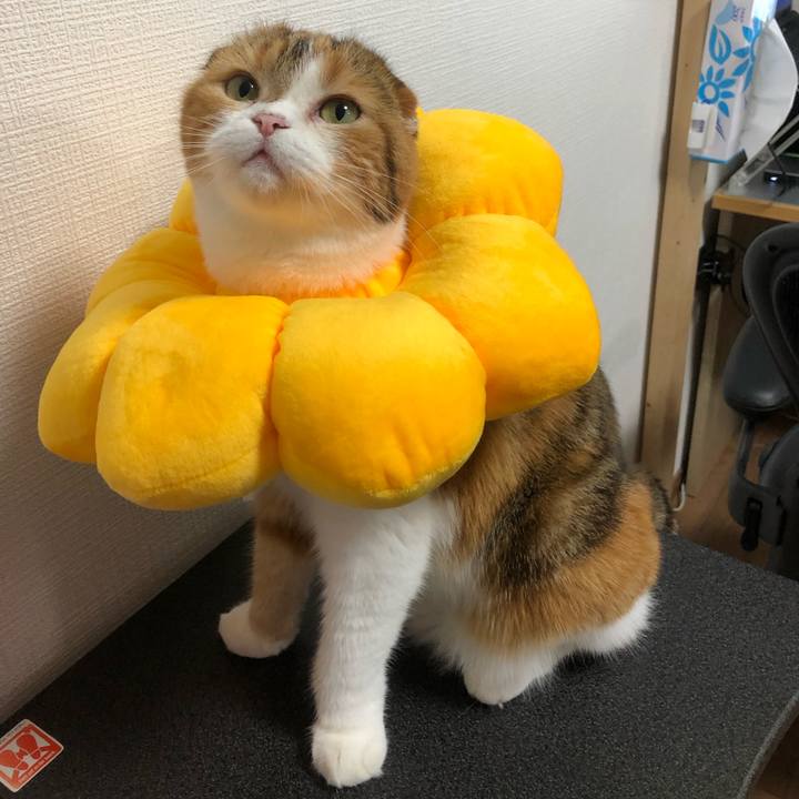 12f1e1bd 9d07 4bb2 879b de743aee8e4d 1566380820064