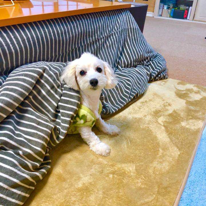 12f2252a 54a8 4cce bacd 75398857db16 1546991686782