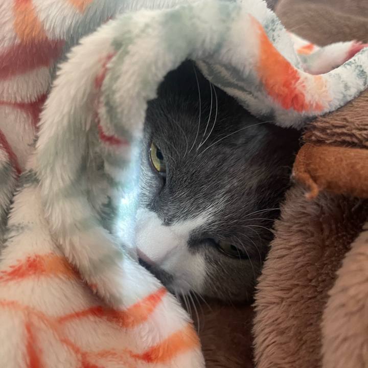 12f404d9 a714 4377 8648 73771fe2fdcb 1734391731654