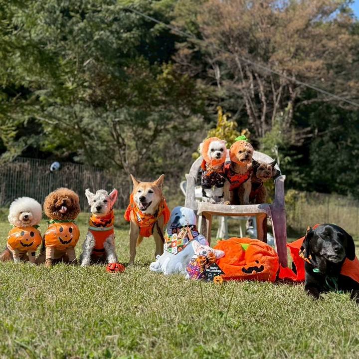 12f431f9 314d 4bca bdda 8ef75294219e 1761901235973