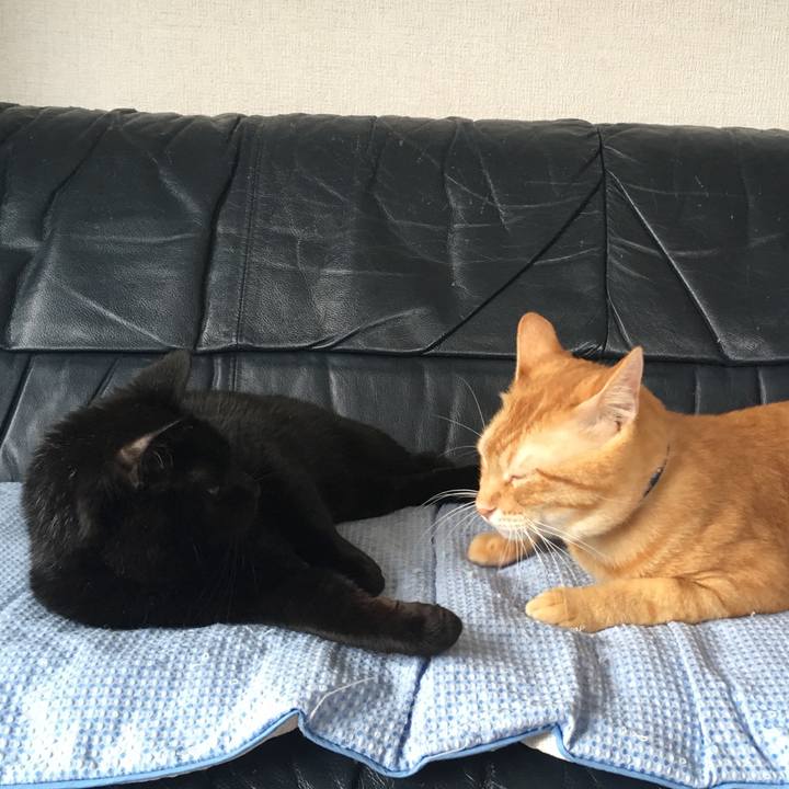 12fa6b4b ed3a 45f8 9be8 b9e6baaeb15d 1532351402223