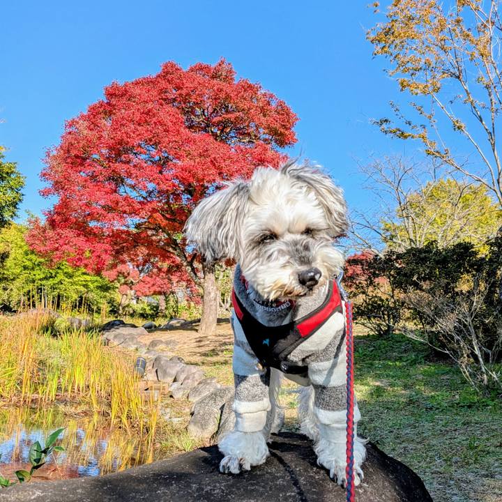 12fe379a 50a8 4647 b063 3b43d136ff18 1764421692389