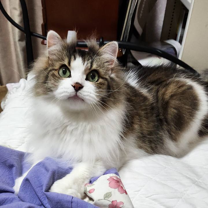 12ff89ec 86b5 4a7c 86b7 96ddf1a3cbe1 1750194870591