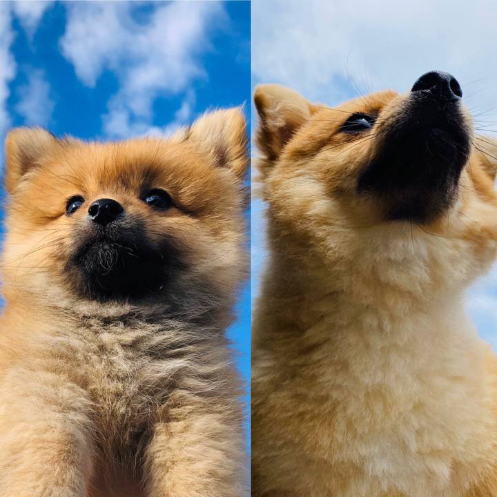 13017189 f2fa 4174 9dba 3dcf433f4552 1597293295489