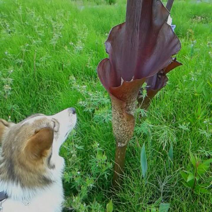 13023df8 6126 4657 be10 a90935066f90 1525830604149