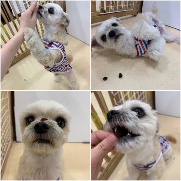 130524f4 3881 4663 8d7a 6c462d305f15 1558090409808