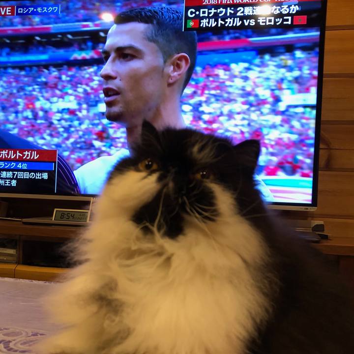 13060be7 eef9 43dc b2e6 785fd1d09e19 1529497263448