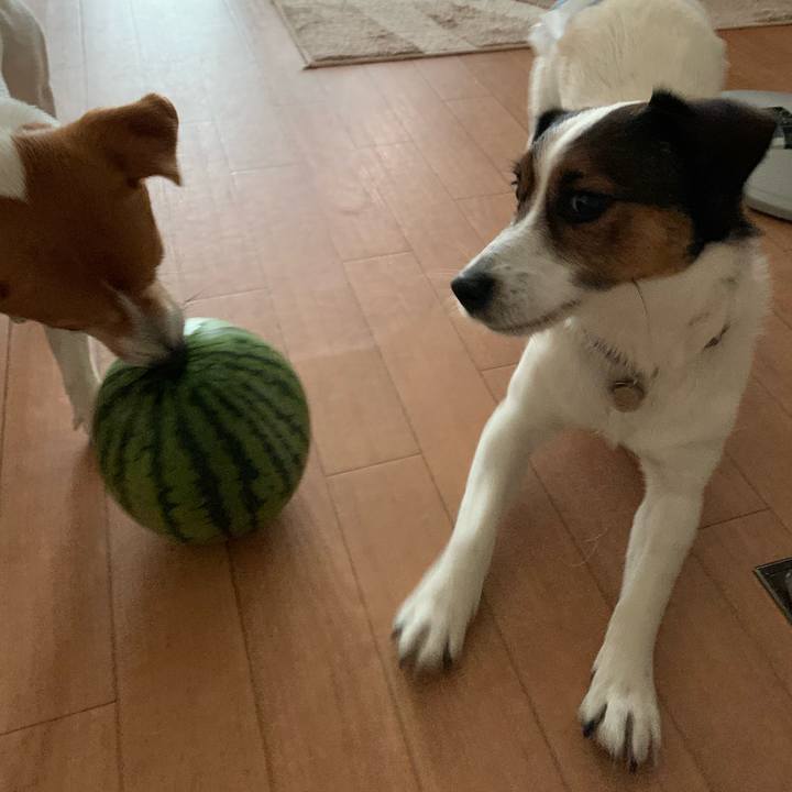 1306e5d5 739a 47f0 9704 2dc85d953571 1591512395318