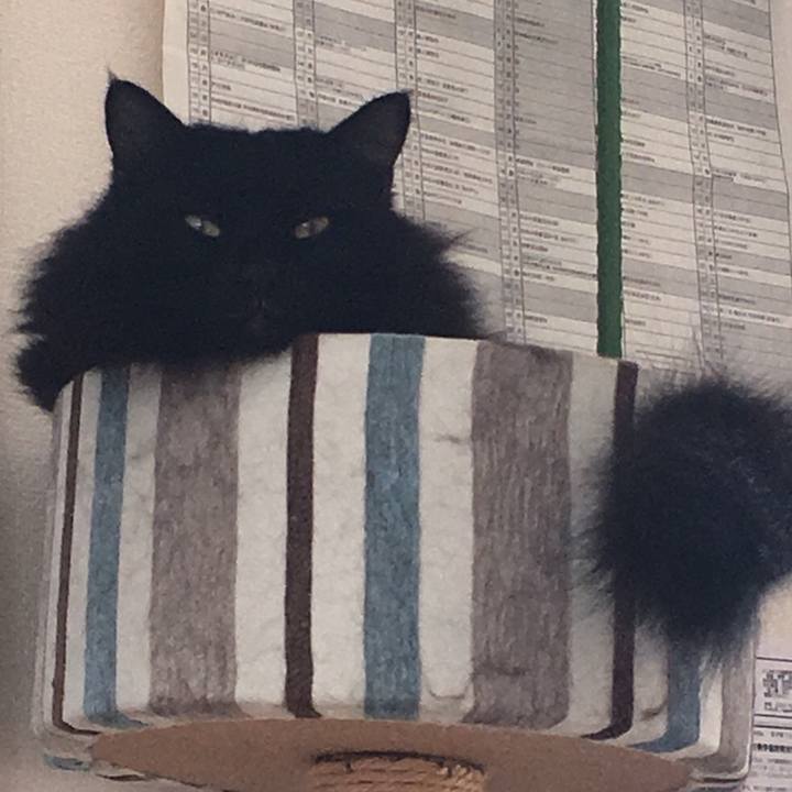 1306fda5 cc69 4d25 9529 fa68bf332aa6 1543555019566