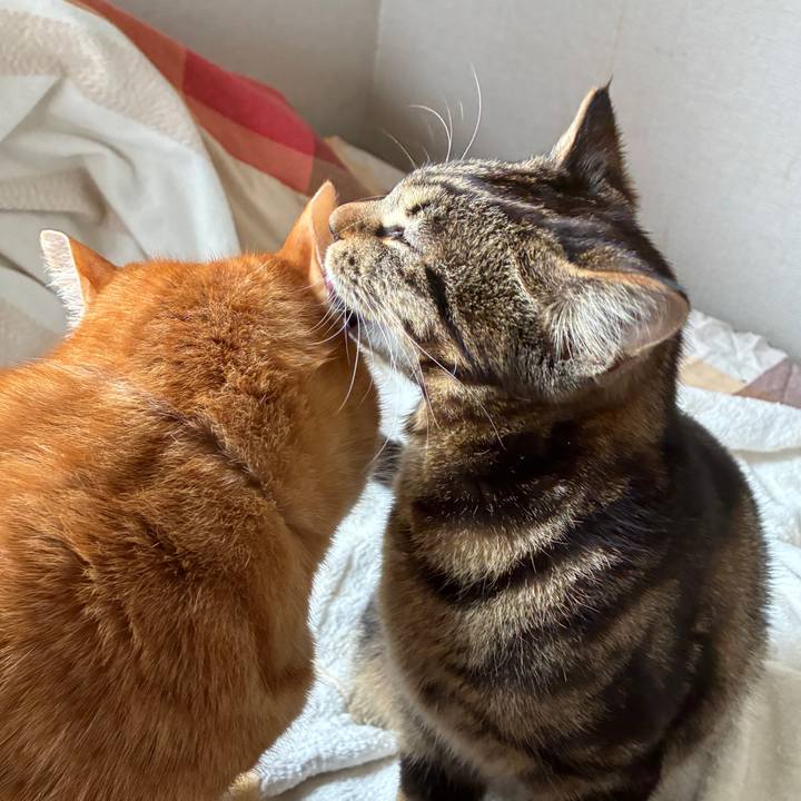 13099be0 9d92 4776 8a27 13876b0aab38 1748208779898