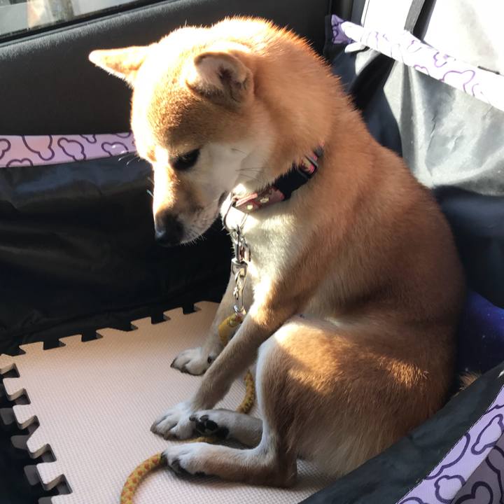 130b0262 c04d 4685 8e1f 9e66aa5bcc78 1541946425322