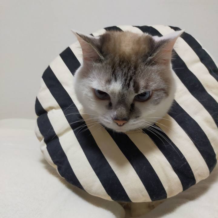 130ea6b3 fc33 45fc 9654 e389c0457a80 1596070477602