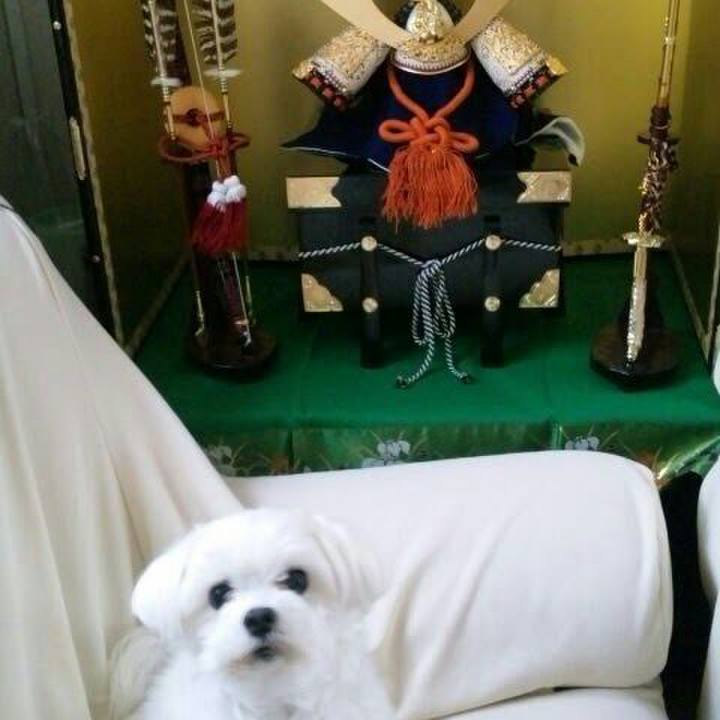 130f94f3 c6b1 4eb7 9655 725ff7a29c87 1525518173298