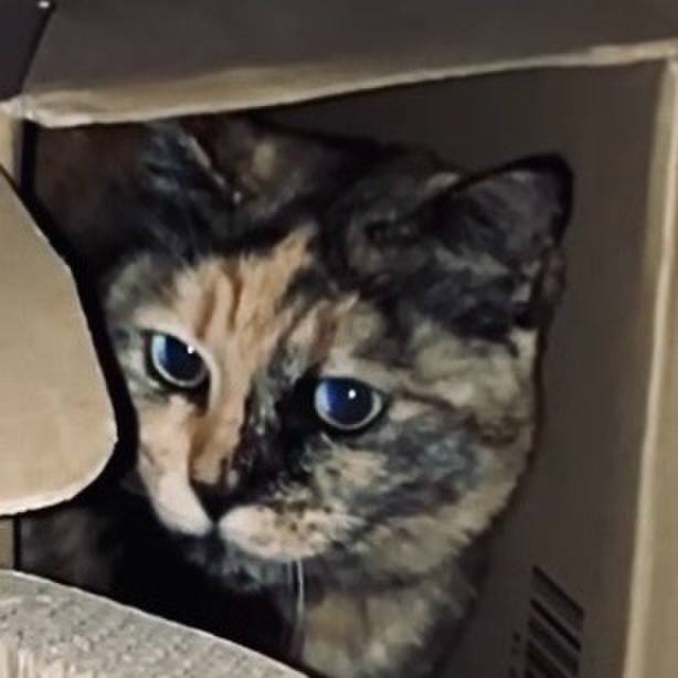 13101b96 c8f7 4faf b85b 59762232088d 1743370902140