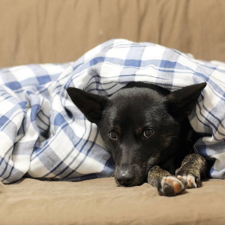 13175297 55e9 4e2e a5a3 d9dcd40eeb62 1509795385716