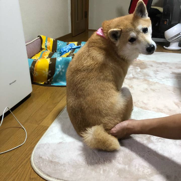 131b59ab 36c5 4f98 ba44 08828fc452ec 1577799583966