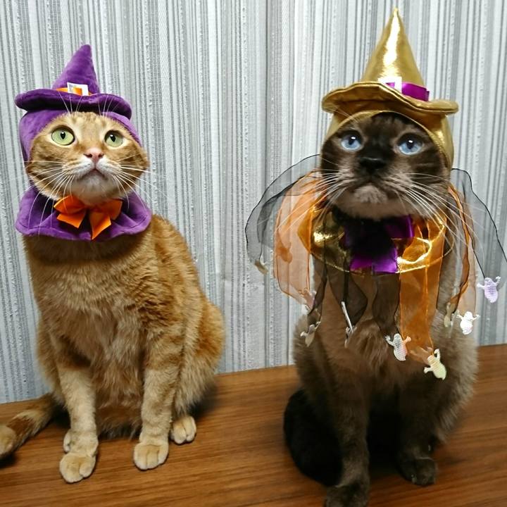 131bfc58 c70a 4669 a7ee e8b5dff6b875 1540560637539