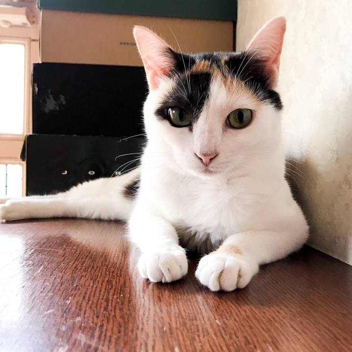 131caeac 68a0 42ba 8a7c 8fef8c0f2edf 1534465961362