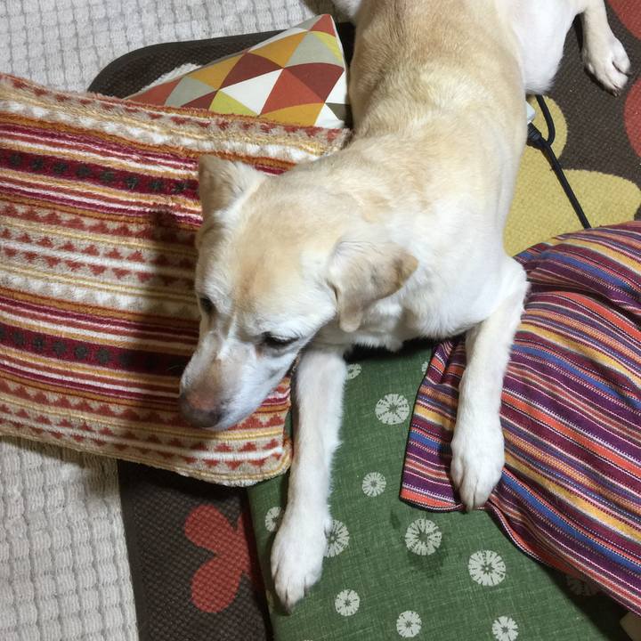 131da226 3d69 4d55 90b5 db95d12bc0bf 1519990162986