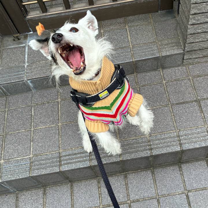 131fbac8 4486 4873 85ec 5991556d684a 1762298446546