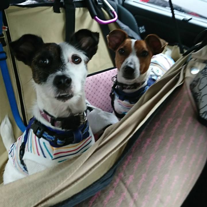 13211c4c 588b 4afc b721 f3f6cc9910b7 1537573120188