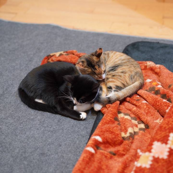 13232eac 8f3a 4046 86ba 8b5f014cbf5e 1575812625434