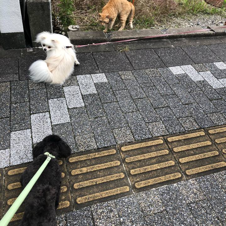 1323f982 2463 4a79 9a17 bf5d0f996816 1594592573520