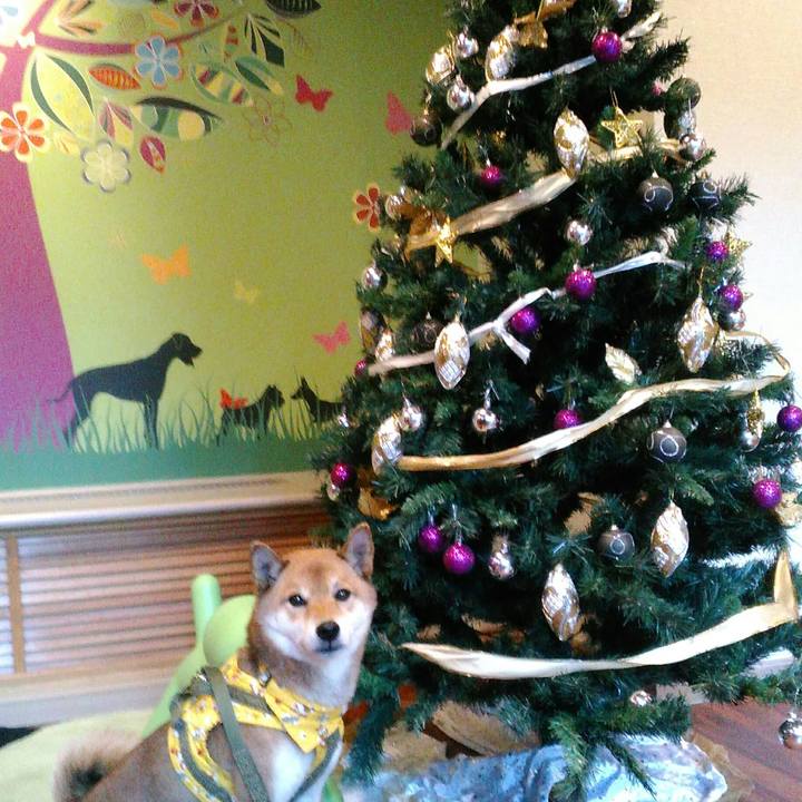 132568ec 4faa 4f0f b76a 0fbc7a703bf1 1514185396829